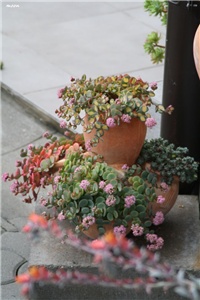 9a5b0899-IMG_8163 sedum sieboldi.jpg